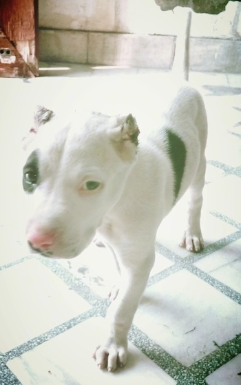 Front side view - A white with black Pakistani Bull dog puppy is walking down a tiled floor and it is looking forward. It has a black patch around one of its eyes and the rest of its face is white.